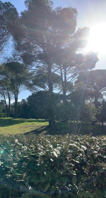 T3 Rez De Jardin, Piscine Fréjus